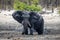 Muddy elephant close up portrait in Botswana, Africa