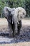 Muddy elephant close up portrait in Botswana, Africa