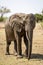 Muddy elephant portrait in Botswana, Africa