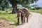 Muddy elephant in Tarangire Park, Tanzania