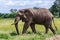 Muddy elephant in Tarangire Park, Tanzania