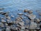 Muddy estuary river rocks at low tide with shells and water