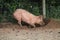 Muddy Faced Pink Farm Pig.