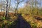 Muddy footpath on the fringes of Sherwood Forest on a bright winter day