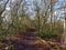 Muddy footpath between the trees in an autumnal woodland