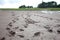 Muddy footprints