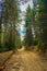 Muddy forest road Rhodope mountains Bulgaria