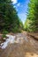 Muddy forest road Rhodope mountains Bulgaria