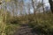 Muddy hiking trail throrugh a  birh forest near Mons