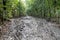 Muddy hiking trail in tropical Malaysia forest