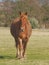 Muddy Horse