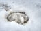 Muddy horse hoof print in slippery snow