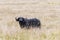 Muddy male Cape buffalo in the Masai Mara