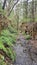 Muddy overgrown and abandoned railway cutting