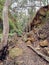 Muddy overgrown and abandoned railway cutting