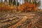 A muddy path in colorful autumn forest