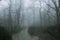 A muddy, path, next to a flooded stream, through a spooky, eerie forest. On a mysterious foggy, winters day