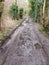 muddy pathway road through countryside tracks puddles spring