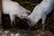 Muddy pigs on the farm eating from the ground. Domestic animals concept farm and food production. Dirty pigglets in the