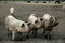 Muddy pigs in a field