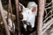 Muddy pigs in the hogpen. Food production concept in the domestic conditions. Pigglets in their boxes with hay. Village