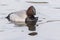 A muddy pochard duck on Southampton Common