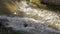 Muddy River in Flood after Torrential Rain, Flooding by Rain, Flooded Stream