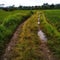 muddy road access to rice fields