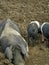 Muddy saddleback pig and piglets in field