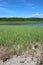 Muddy salt flats in a marsh by the seashore on Cape Breton Island in the summer 3