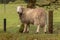 A Muddy Sheep in Field in County Wicklow