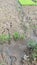 The muddy surface contains remnants of rice plants growing in the vegetative phase