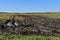 Muddy tractor tracks in a soybean field