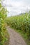 Muddy trail through farmer corn field on cloudy day