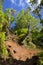 Muddy Trail Through Rainforest, Kauai