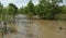 Muddy trail to mangrove trees planting