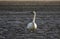 Muddy Trumpeter Swan