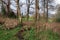 A muddy wet landscape with green grass and bare trees