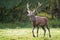 Muddy and wet red deer stag coming closer on a green meadow in summertime.