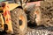 Muddy wheels of an excavator bulldozer truck working on a construction site