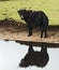 Muddy Yak by Pond