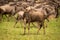 Muddy young blue wildebeest stands watching camera