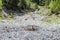 Mudflow at lake Schlierersee in the Natur park Riedingtal Zederhaus, Austria