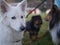 Mudi, Shetland sheepdog and Cavalier king charles spaniel