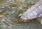 Mudskipper or amphibious fish in mangrove forest. Wildlife animal