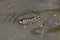 Mudskipper Amphibious fish on the mud