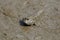 Mudskipper Amphibious fish Oxudercinae in Thailand