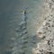 Mudskipper, An Amphibious Fish, swimming in a muddy intertidal stream creating waves