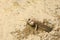 Mudskipper fish