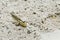 Mudskipper fish